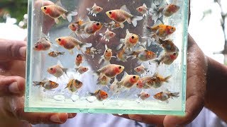 My BroadTail Calico Goldfish 2 Weeks Update