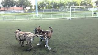 Akita inu vs presa canario slow motion hiro