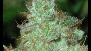 GT Moore - Herb Of Africa (Jah Works)