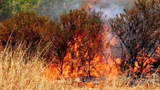 INCENDIO BOSCHIVO