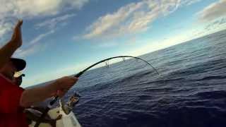 Jigging : Shark attack !!!