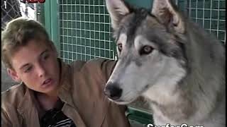 Toon Disney Movie Surfers The Chronicals of Narnia The Lion The Witch and The Wardrobe Commercial