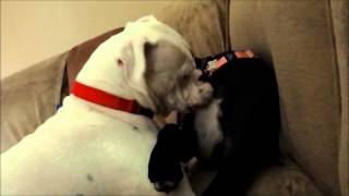 Cute Boxer Dogs