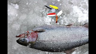 Как ловить форель зимой? Платные и дикие пруды, мормышка!
