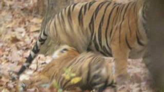 Tiger Mating