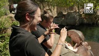 Fiona Displays Occupational Hazzard for Care Team During Zoo Zoom - Cincinnati Zoo #shorts