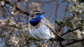 Пение птиц - звуки, которые лечат. Послушайте! Relaxing Nature Sounds- Birds Chirping