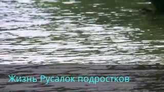 Жизнь русалок подростков 1 сезон 1 серия
