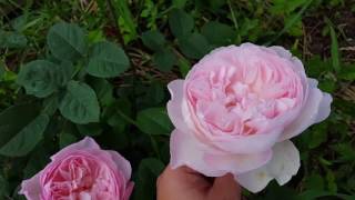 Роза Gentle Hermione, первогодка _20.07.2017_1080HD