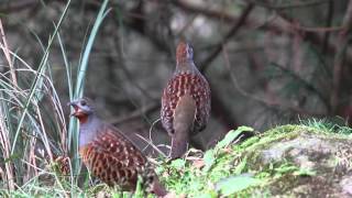 竹雞(Chinese Bamboo Partridge)
