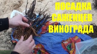Посадка саженцев винограда в контейнеры. Северный виноградник с "0".