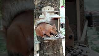 Помазать белке глаз будет непросто / Anointing a squirrel's eye will not be easy