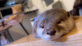 完全にシンクロして寝てしまうカワウソと猫！ An otter and a cat sleeping in perfect synchrony!