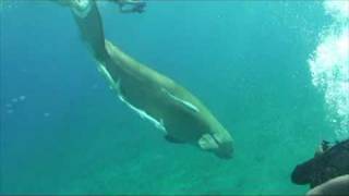 Syrena DUGONG,