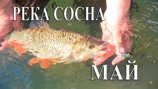 Ловля голавля в Липецкой области. Река Сосна. Май.