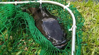 Pond Fishing for Large Snakehead