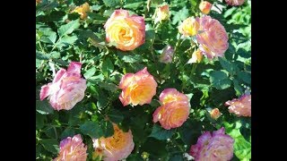 РОЗА"GARTENSPASS"-----СПЛОШНОЙ ВОСТОРГ!!!