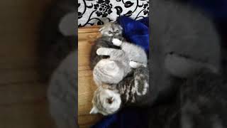 Видео не в тему просто мое хобби и полторы минуты няшности)))