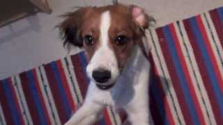 Kooikerhondje Aia, 5 months