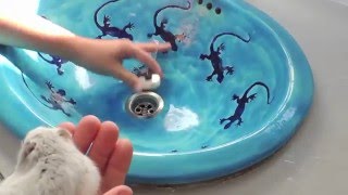 pets house comment laver un hamster