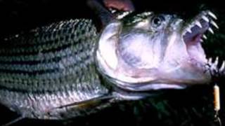 king of my world Goliath tiger fish