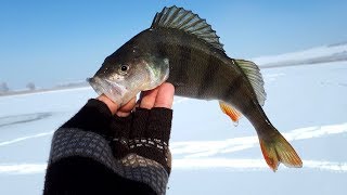 КРУПНЫЙ ОКУНЬ СО ЛЬДА 2018. НЕ МОЙ ДЕНЬ