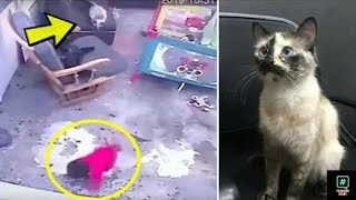 What this cat did to this kid who fell down the stairs was amazing