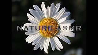 Sounds of nature//Звуки природы [ASMR]