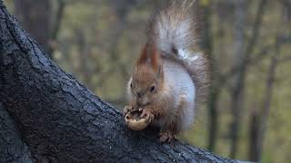 Белки и орехи / Squirrels and nuts