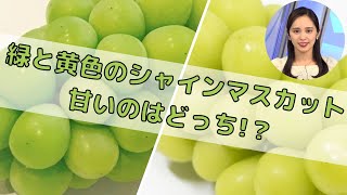 緑と黄色のシャインマスカット 甘いのはどっち!?