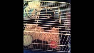Старый хомяк которому почти 3 года - а вам слабо?