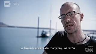 La vaquita marina, el negocio de la extinción