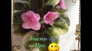 Фиалки для не ПРО ( уход, свет, полив)