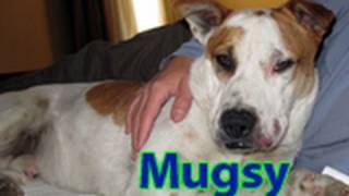 Dog rescue: Mugsy, the American Bulldog looking for a home.