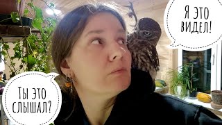 Тайная жизнь совей. Следим с сычом Лучиком за совами сплюшками. Суета начинается, когда гаснет свет