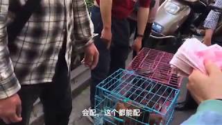 天气越来越热了，狗市人也越来越多了，各种品种的狗看的眼花缭乱