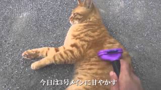 【猫の去勢ドキュメント4】去勢後解放一夜明け、猫たちとの再会 After a castration,reunion with the stray cats