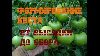 Формирование кустов томата