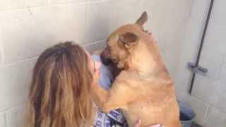 REDLISTED Shep mama babies all gone