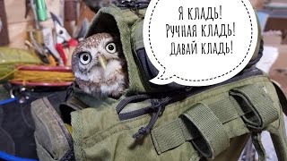 Сова-гопник - в большой семье клевалом не щёлкай! Сыч Лучик отжал сумку ястреба Клюквы