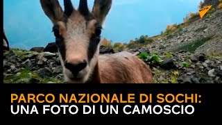 Russia: camoscio "catturato" in trappole fotografiche