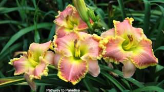 Backroads Daylilies 2013