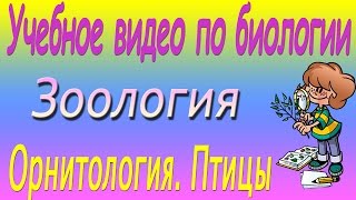 Орнитология. Птицы. Зоология