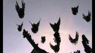 Старониколаевские голуби staronikolaevskie pigeons
