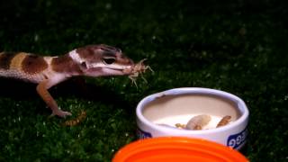 Geco leopardino vs Blatta lateralis