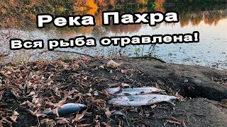 Потравили всю рыбу в моей любимой реке Пахра. Минус одно классное место в подмосковье