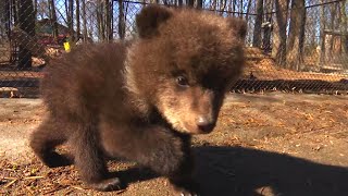 ИХ ОСТАВИЛА МАТЬ! Медвежат спасли от голода и мороза // Как люди заботятся о диких животных?