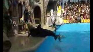 Одесский Дельфинарий / Одесса / Odessa Dolphins Part