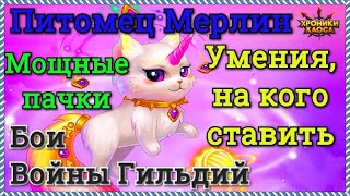 Хроники Хаоса питомец Мерлин бои в Войне Гильдий мощные пачки героев, итоги ивента, умения Мерлина