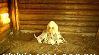 Щенки лайки